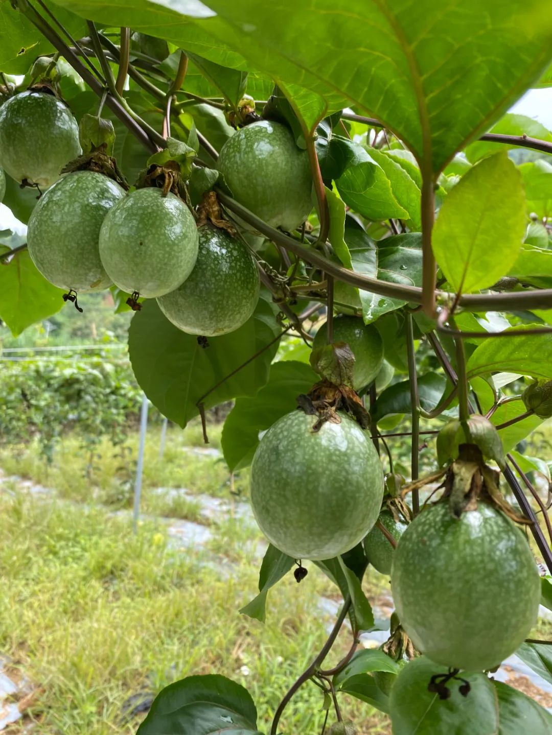 微信圖片_20220908174708 微信圖片_20220908174708