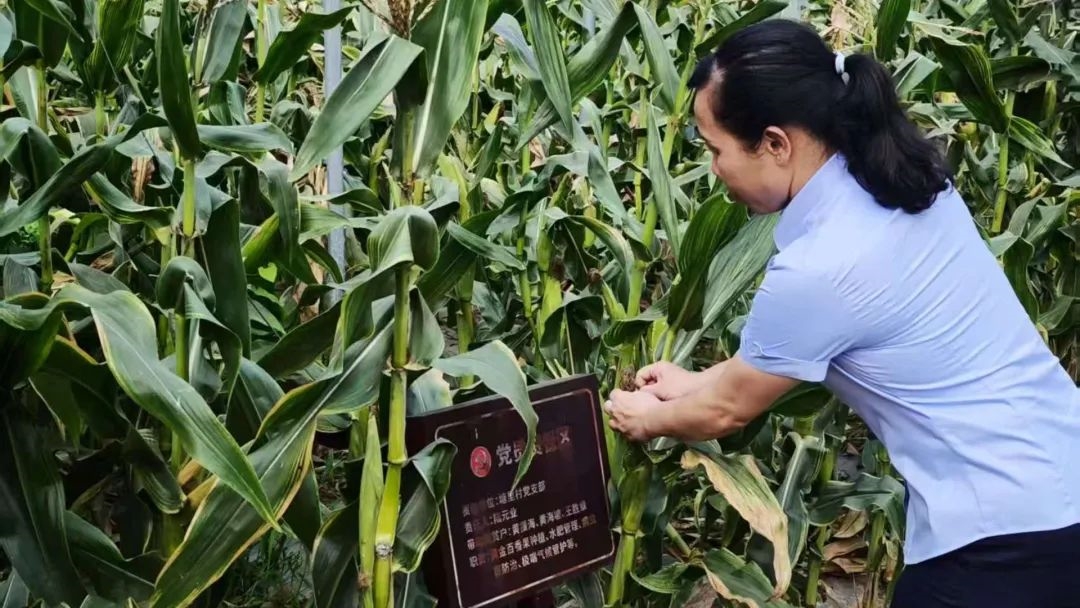 微信圖片_20250617174238 微信圖片_20250617174238